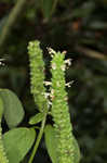 Yellow giant hyssop